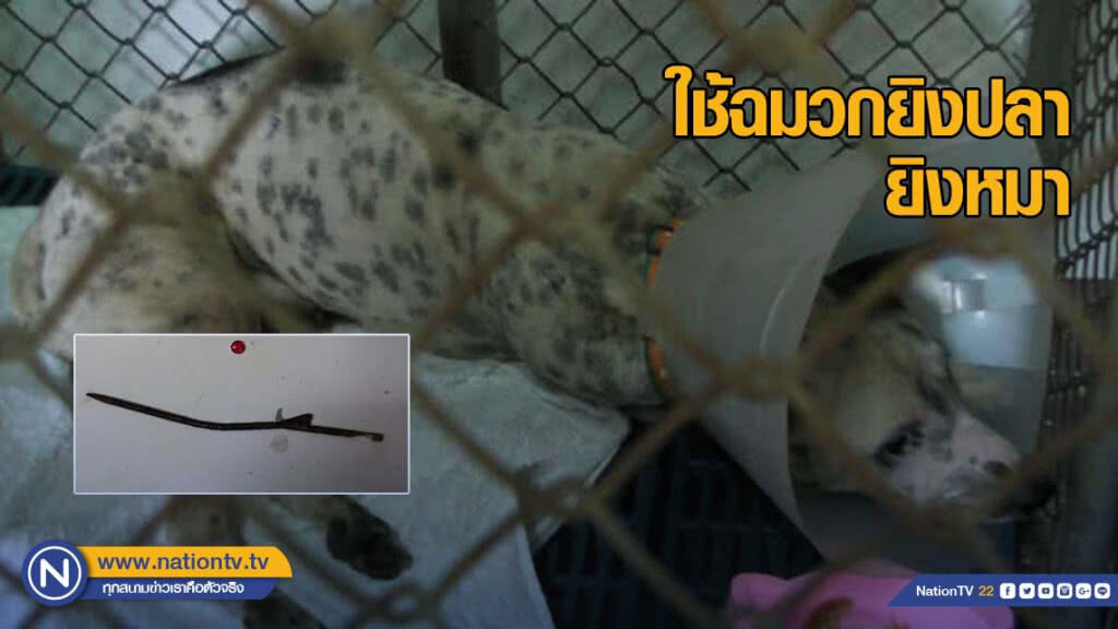 คนใจร้ายใช้ฉมวกยิงปลา ยิงสุนัข