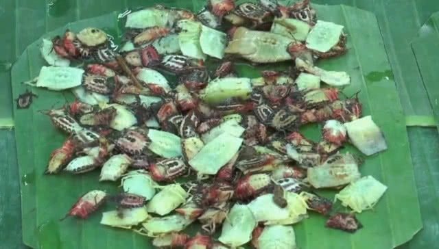 "แมงแคง" อาหารอีสาน ราคาพุ่งทะลุ กก.ละ 2,500 บาท