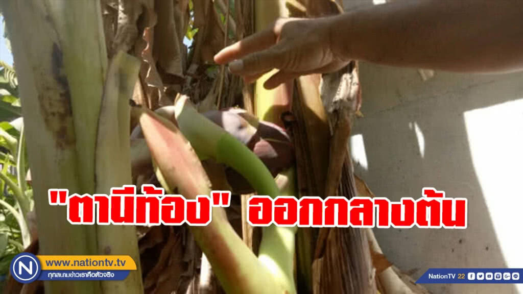 เชื่อ!! "ตานีท้อง" ออกกลางต้น ให้โชคลาภ เชื่อ!! "ตานีท้อง" ออกกลางต้น ให้โชคลาภ