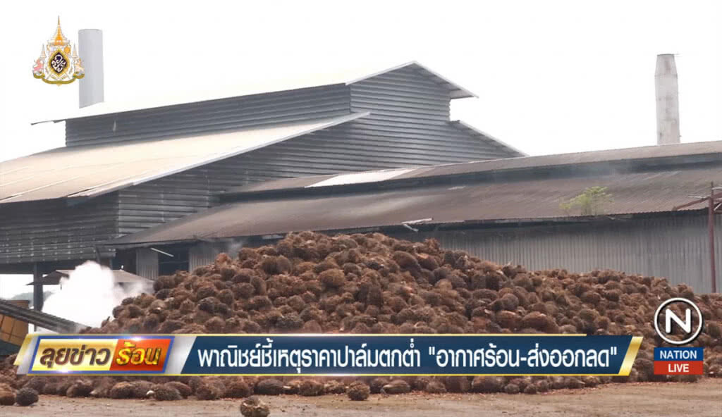 พาณิชย์ชี้เหตุราคาปาล์มตกต่ำ "อากาศร้อน-ส่งออกลด" พาณิชย์ชี้เหตุราคาปาล์มตกต่ำ "อากาศร้อน-ส่งออกลด"