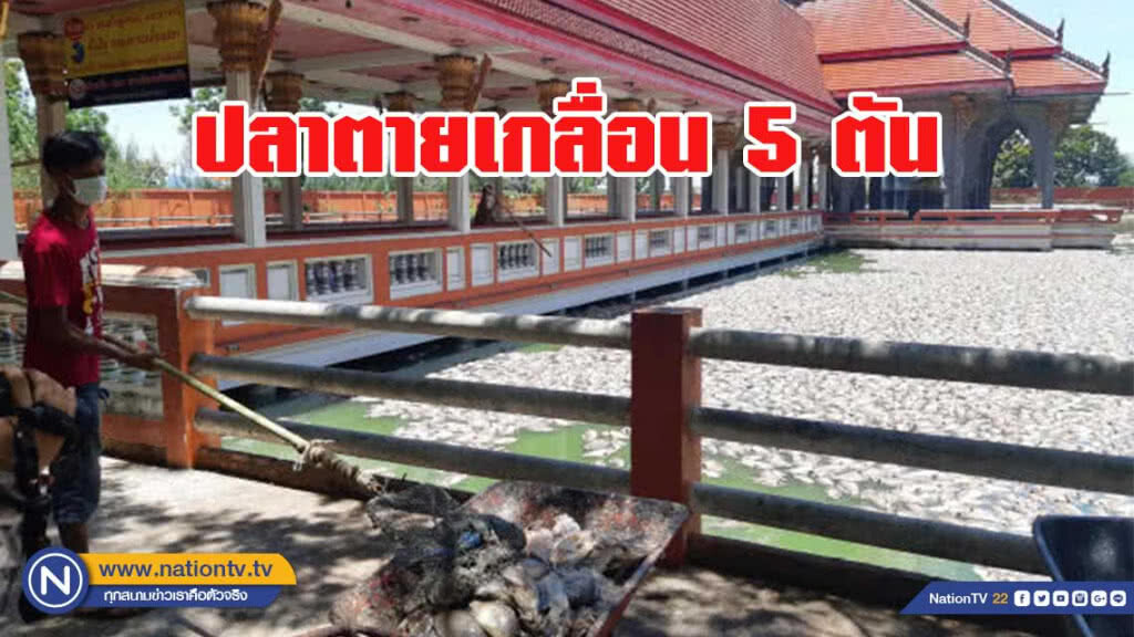 ปลาลอยตายเกลื่อน 5 ตัน สระน้ำวัดดังปราณบุรี ปลาลอยตายเกลื่อน 5 ตัน สระน้ำวัดดังปราณบุรี