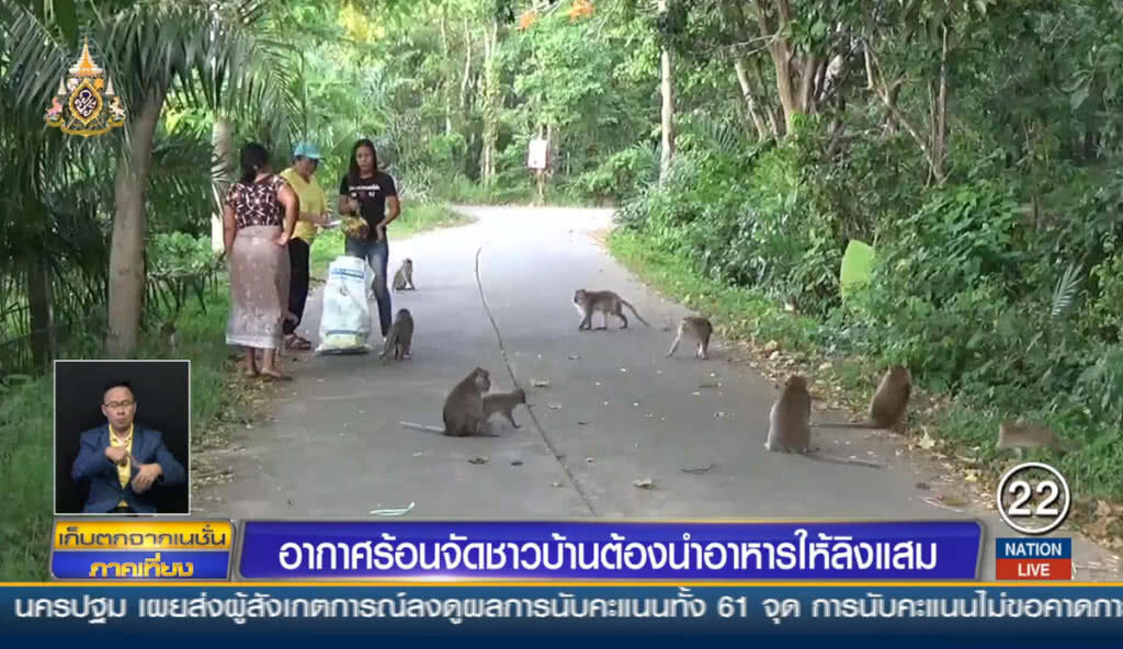 อากาศร้อนจัด ชาวบ้านต้องนำอาหารให้ลิงแสม อากาศร้อนจัด ชาวบ้านต้องนำอาหารให้ลิงแสม