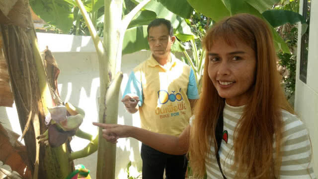 เชื่อ!! "ตานีท้อง" ออกกลางต้น ให้โชคลาภ