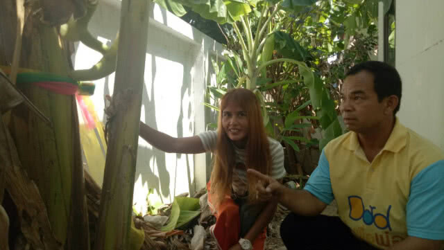 เชื่อ!! "ตานีท้อง" ออกกลางต้น ให้โชคลาภ