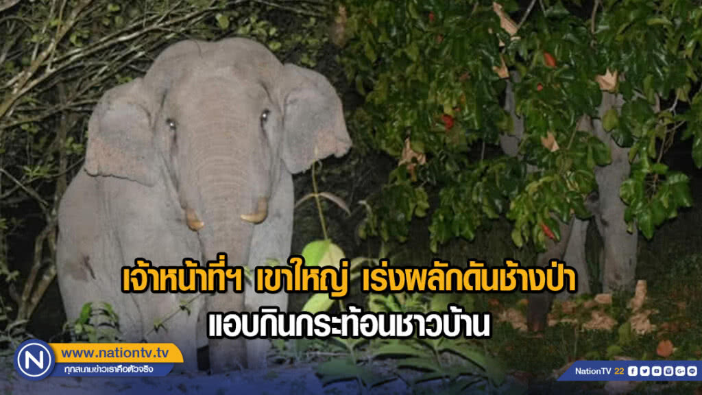 เจ้าหน้าที่ฯ เขาใหญ่ เร่งผลักดันช้างป่า แอบกินกระท้อนชาวบ้าน