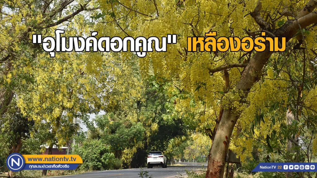 "อุโมงค์ดอกคูณ" เหลืองอร่าม ยาว 5 กม.