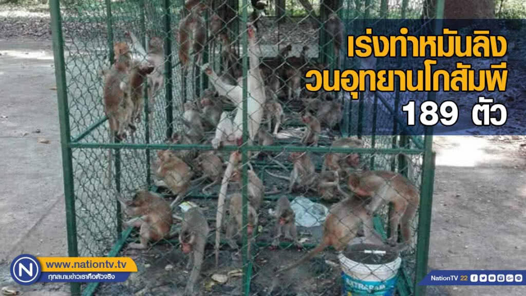 เร่งทำหมันลิง​ วนอุทยาน​โกสัมพี​ 189 ตัว