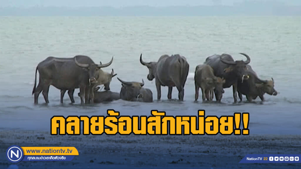 ฝูงควายบนเกาะสุกร เล่นน้ำทะเลคลายร้อน ฝูงควายบนเกาะสุกร เล่นน้ำทะเลคลายร้อน