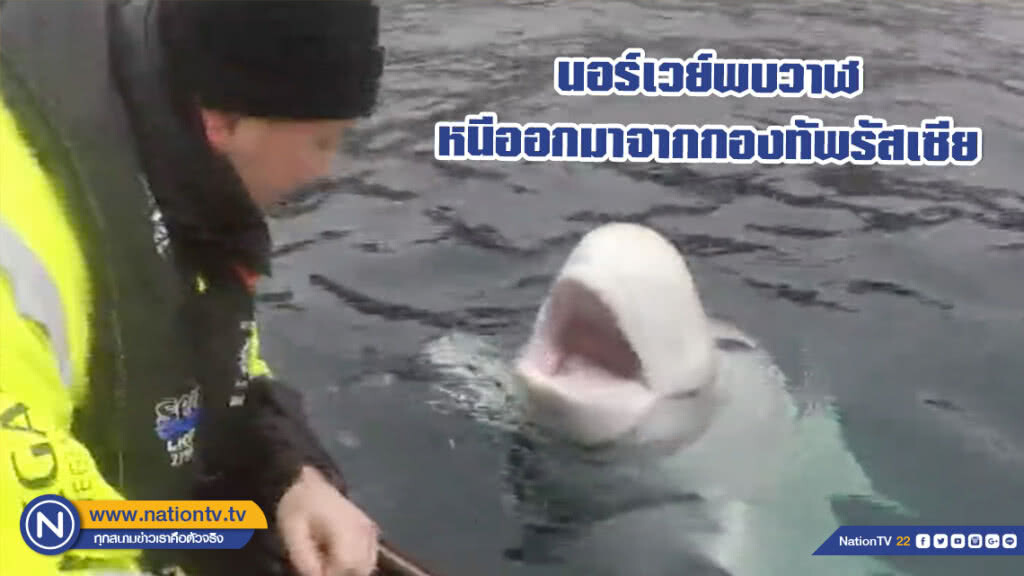 นอร์เวย์พบวาฬหนีออกมาจากกองทัพรัสเซีย