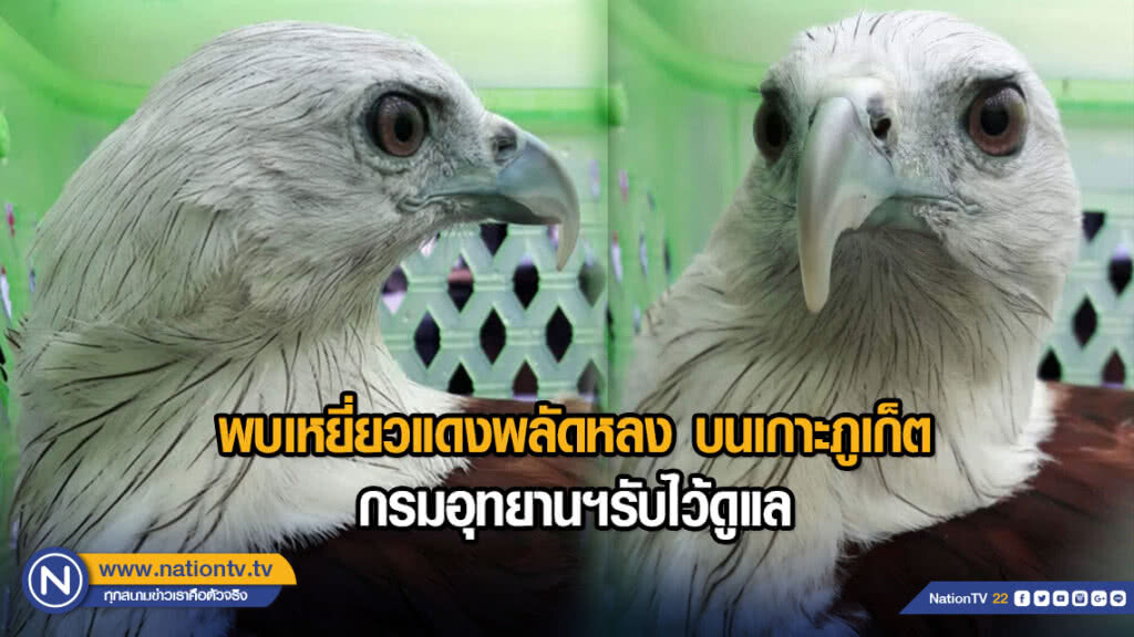 พบเหยี่ยวแดงพลัดหลง​ บนเกาะภูเก็ต​ กรมอุทยานฯรับไว้ดูแล