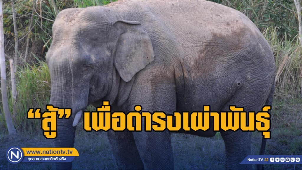 ช้างป่าต่อสู้เจ็บหนักทั้งคู่​ สัตวแพทย์​ชี้เป็นพฤติกรรมธรรมชาติ​ เพื่อดำรงเผ่าพันธุ์​