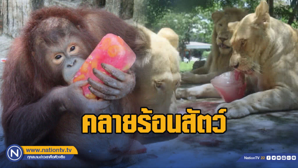 แจกขาหมูน้ำแดงแช่แข็ง-หวานเย็นผลไม้ คลายร้อนสัตว์ แจกขาหมูน้ำแดงแช่แข็ง-หวานเย็นผลไม้ คลายร้อนสัตว์