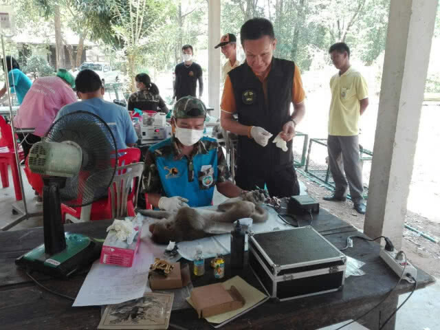 เร่งทำหมันลิง​ วนอุทยาน​โกสัมพี​ 189 ตัว