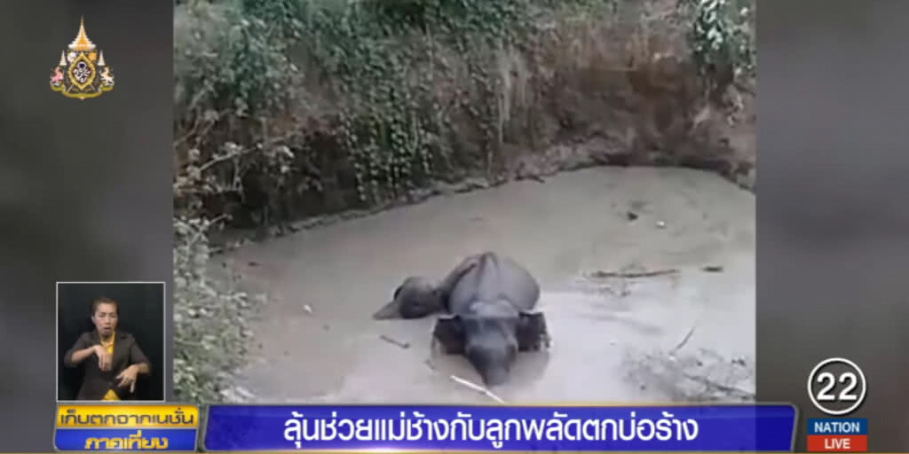 ลุ้นระทึก!....แม่ช้างกระโดดลงบ่อโคลน เข้าช่วยลูกน้อย ลุ้นระทึก!....แม่ช้างกระโดดลงบ่อโคลน เข้าช่วยลูกน้อย