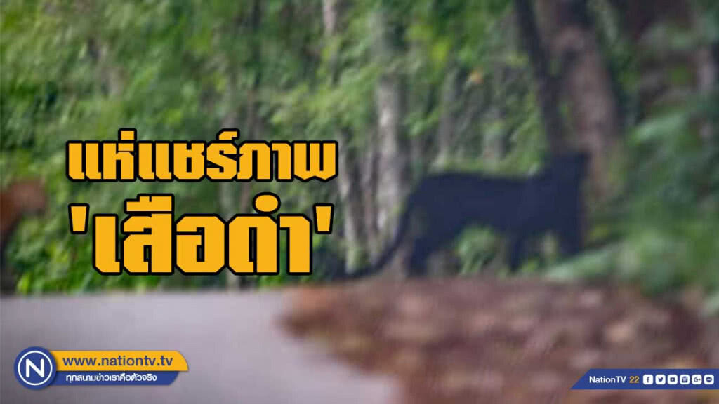 โซเชียลแห่แชร์ภาพ 'เสือดำ' แก่งกระจาน โซเชียลแห่แชร์ภาพ 'เสือดำ' แก่งกระจาน