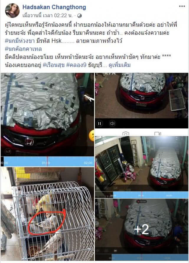 โจรเด็กขโมย นกคอกคาเทล