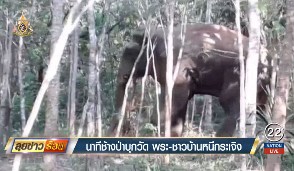 นาทีช้างป่าบุกวัด พระ-ชาวบ้านหนีกระเจิง