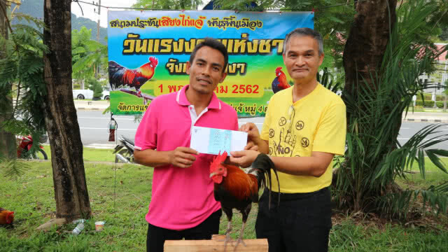 ประชันเสียงไก่แจ้