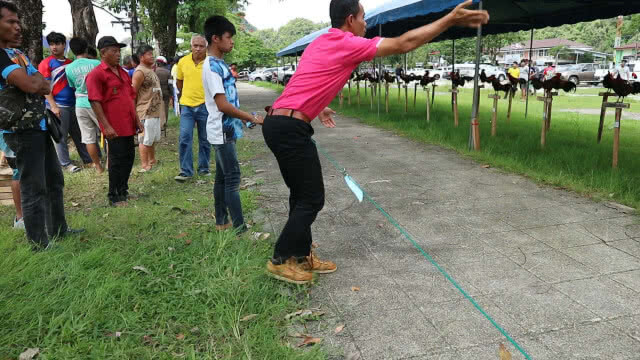 ประชันเสียงไก่แจ้