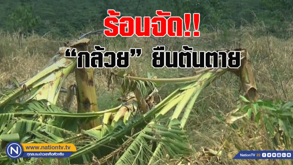 อากาศร้อนจัด ทำ"กล้วย"ยืนต้นตาย อากาศร้อนจัด ทำ"กล้วย"ยืนต้นตาย