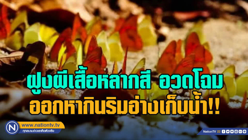 ฝูงผีเสื้อหลากสีอวดโฉมออกหากินริมอ่างเก็บน้ำ!!