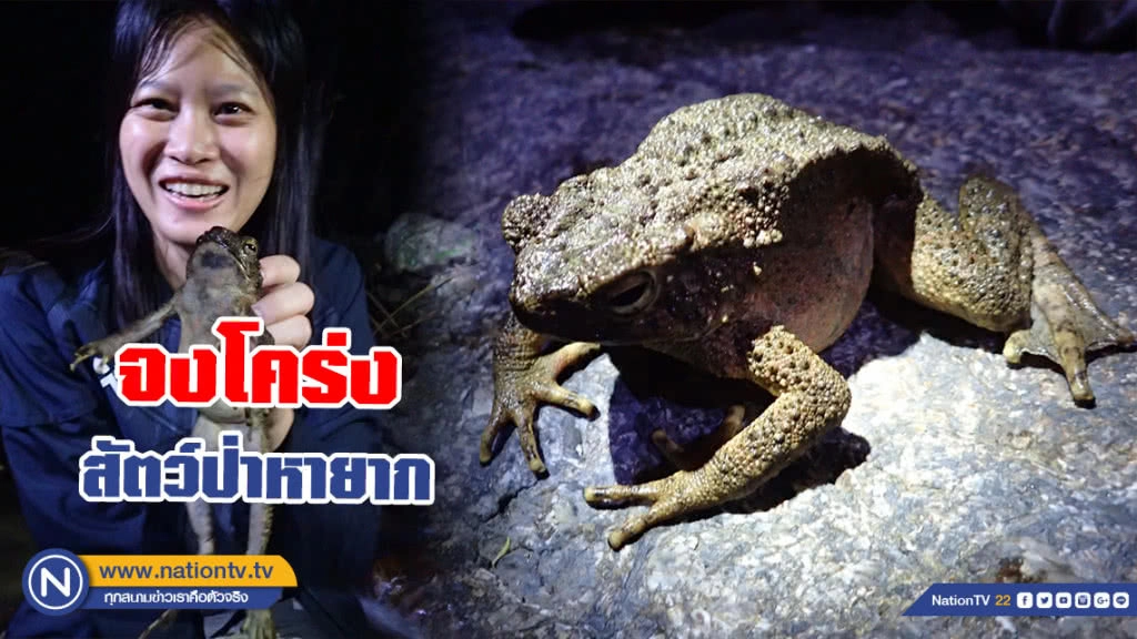 จงโคร่ง สัตว์ป่าหายาก