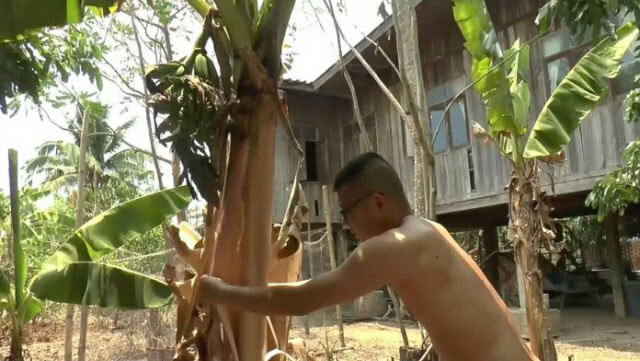 อากาศร้อนจัด ทำ"กล้วย"ยืนต้นตาย