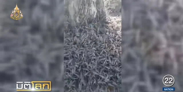 ฝูงตั๊กแตนศัตรูพืชที่อันตรายสุดในโลกนับร้อยล้านตัว บุกซาอุฯ