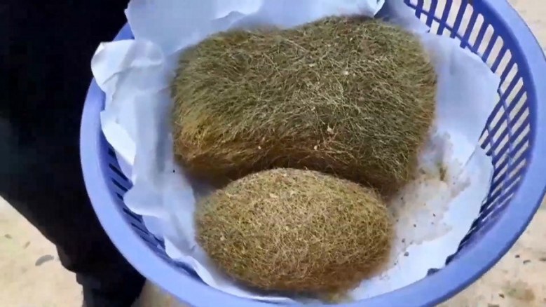 พบก้อนไยไหมในถุงน้ำดีหมู คาดเป็น "อ้วกหมู" มูลค่า 19 ล้าน