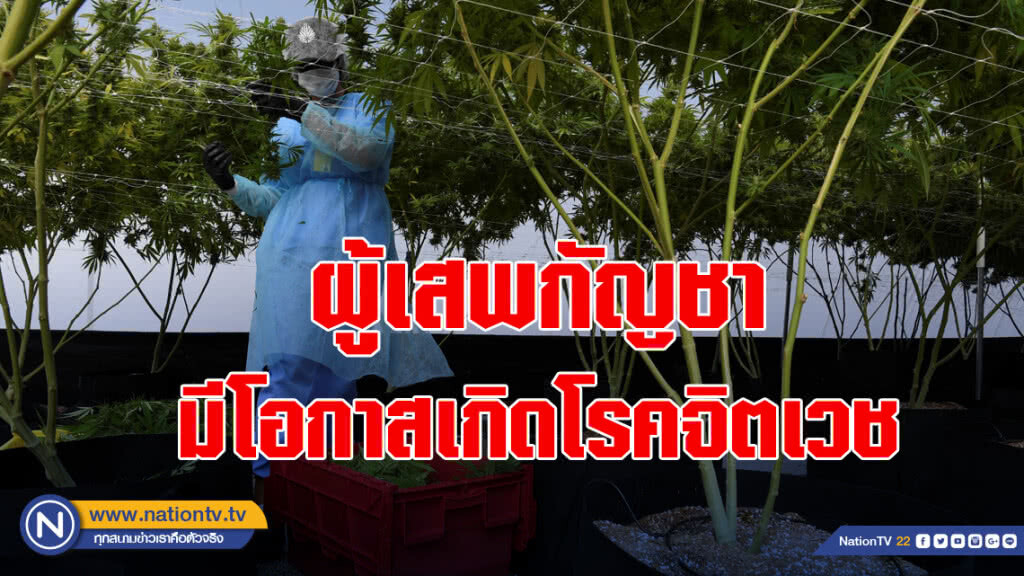 กรมการแพทย์ เผยผู้เสพกัญชามีโอกาสเกิดโรคจิตเวช