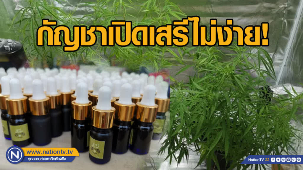 เตือน! อย่าใช้กัญชาอย่างงมงาย​ นักกฎหมายชี้เปิดเสรีไม่ง่าย​ ติดอนุสัญญาระหว่างประเทศ