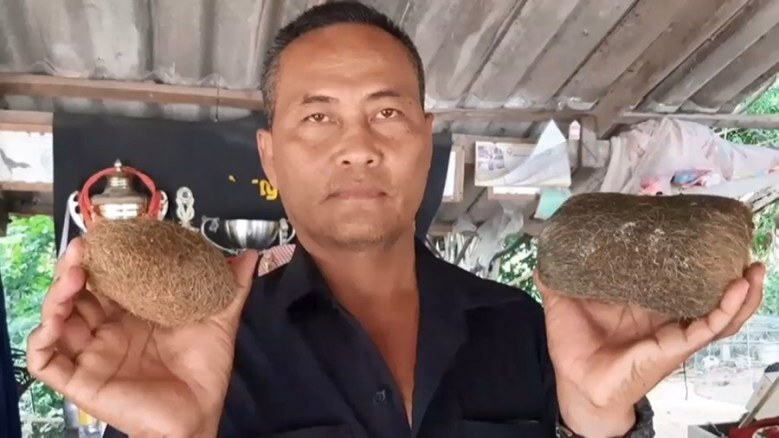 พบก้อนไยไหมในถุงน้ำดีหมู คาดเป็น "อ้วกหมู" มูลค่า 19 ล้าน