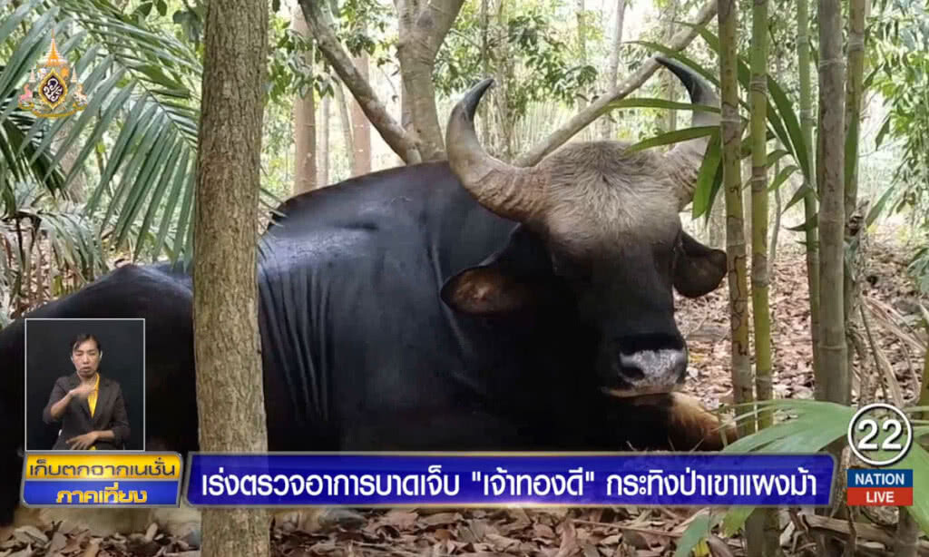 เร่งตรวจอาการบาดเจ็บ "เจ้าทองดี" กระทิงป่าเขาแผงม้า
