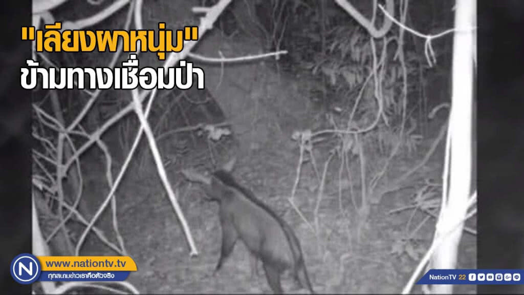 เปิดหลักฐาน "เลียงผาหนุ่ม" ข้ามทางเชื่อมป่า 304 กบินทร์บุรี-ปักธงชัย