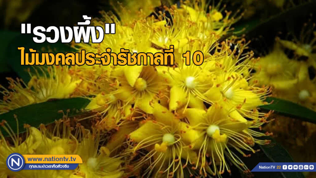 "รวงผึ้ง" ไม้มงคลประจำรัชกาลที่ 10 "รวงผึ้ง" ไม้มงคลประจำรัชกาลที่ 10