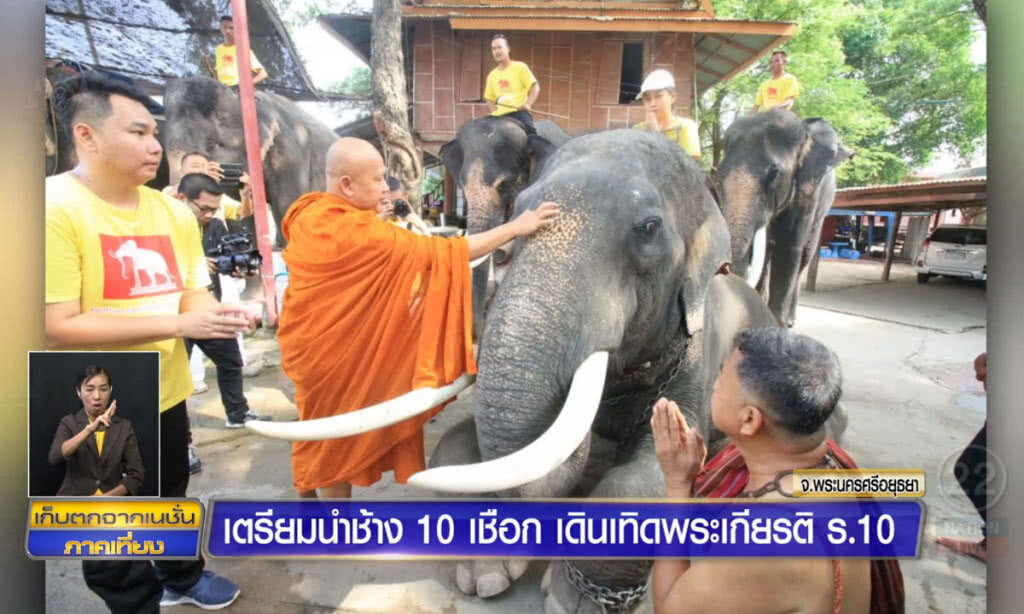 เตรียมนำช้าง 10 เชือก เดินเทิดพระเกียรติ ร.10