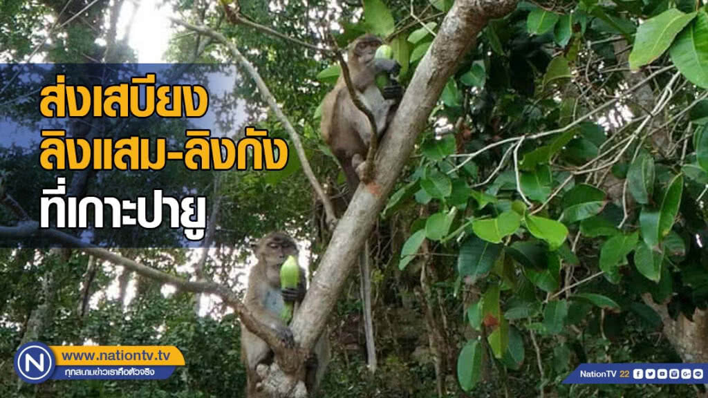 ️จนท. ส่งเสบียงลิงแสม - ลิงกัง ที่เกาะปายู พบอ้วนท้วนสมบูรณ์ดี