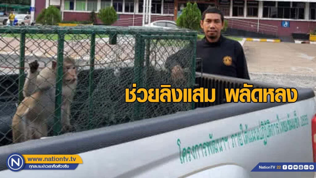 ช่วยเหลือ ลิงแสม พลัดหลง หลังผู้หวังดีประสานแจ้งสายด่วนพิทักษ์ป่า1362