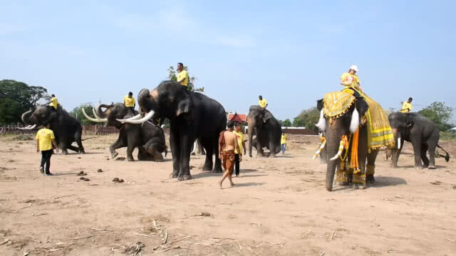 มูลนิธิพระคชบาลเตรียมนำช้าง 11 เชือก  จัดขบวนเทิดพระเกียรติคชสารคู่แผ่นดินเทิดไท้องค์ราชัน