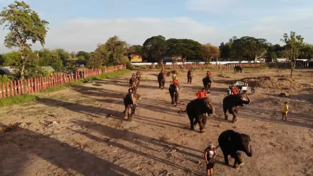 มูลนิธิพระคชบาลเตรียมนำช้าง 11 เชือก  จัดขบวนเทิดพระเกียรติคชสารคู่แผ่นดินเทิดไท้องค์ราชัน