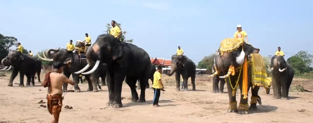 ขบวนเทิดพระเกียรติคชสารคู่แผ่นดิน เทิดไท้องค์ราชัน