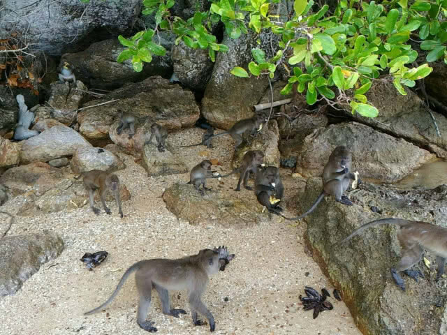 ️จนท. ส่งเสบียงลิงแสม - ลิงกัง ที่เกาะปายู พบอ้วนท้วนสมบูรณ์ดี