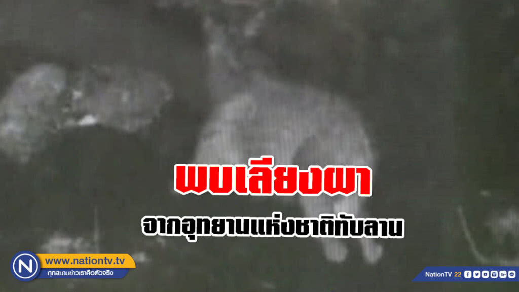 นักอนุรักษ์เฮ!! พบเลียงผาจากอุทยานแห่งชาติทับลาน