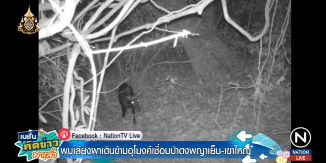 นักอนุรักษ์เฮ!...พบครั้งแรกเลียงผาข้ามอุโมงค์ จากป่าทับลานไปผืนป่าเขาใหญ่