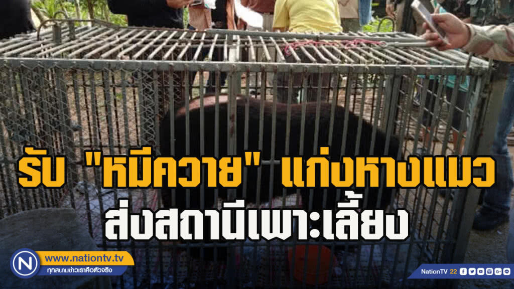 รับ "หมีควาย" แก่งหางแมว พลัดหลง ส่งสถานีเพาะเลี้ยงสัตว์ป่าบางละมุง ก่อนปล่อยคืนสู่ธรรมชาติ