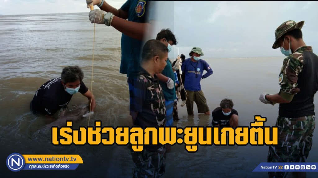 เร่งช่วยเหลือลูกพะยูนเกยตื้น ป้อนนมและหญ้าทะเล ล่าสุดแข็งแรงดี เร่งช่วยเหลือลูกพะยูนเกยตื้น ป้อนนมและหญ้าทะเล ล่าสุดแข็งแรงดี