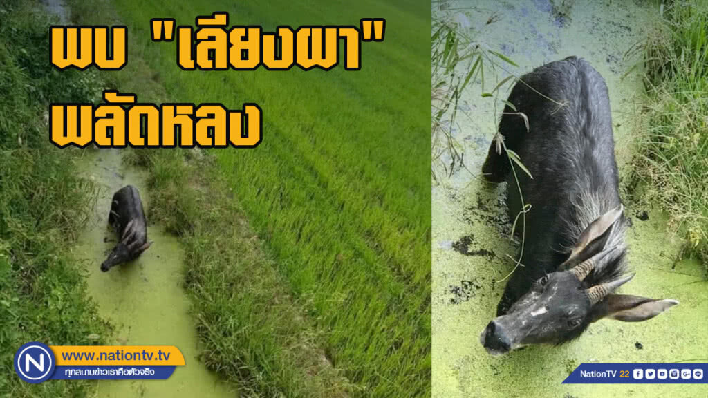 พบ "เลียงผา" พลัดหลงออกนอกพื้นที่ป่าอนุรักษ์ จ.อุทัยธานี