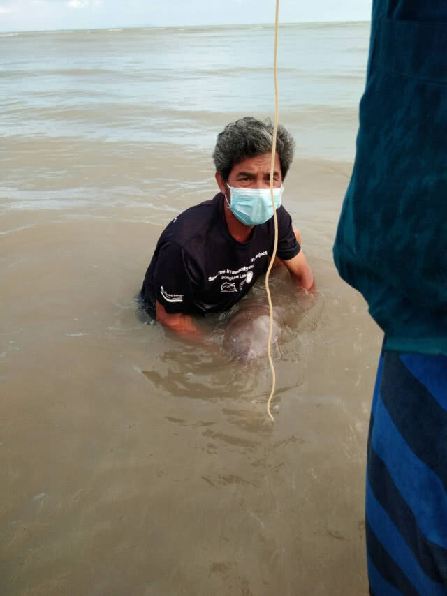 เร่งช่วยเหลือลูกพะยูนเกยตื้น ป้อนนมและหญ้าทะเล ล่าสุดแข็งแรงดี