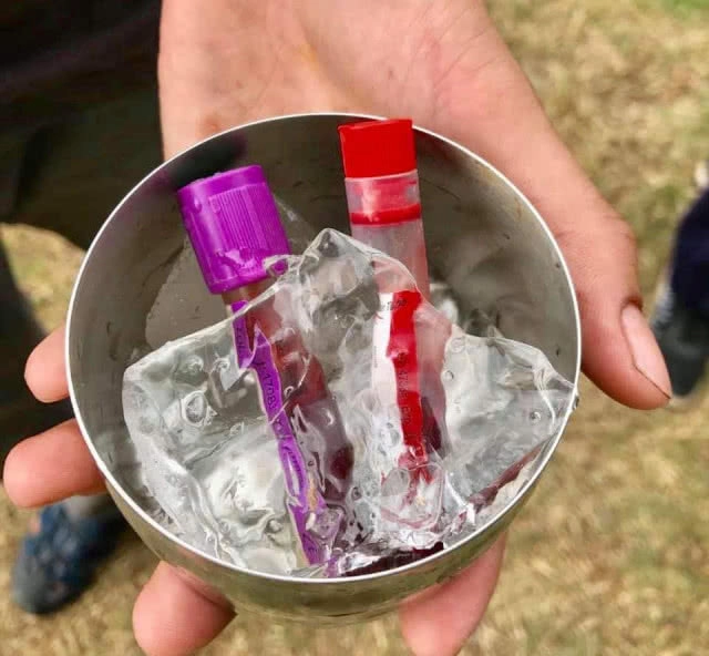 พบ "เลียงผา" พลัดหลงออกนอกพื้นที่ป่าอนุรักษ์ จ.อุทัยธานี