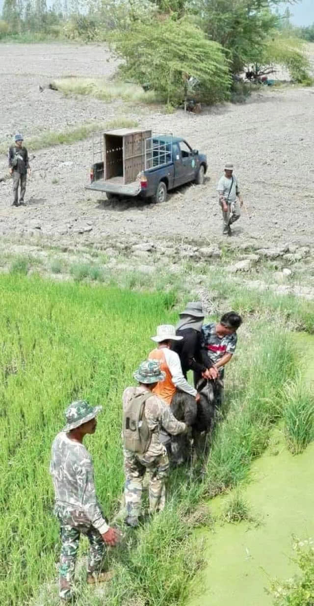 พบ "เลียงผา" พลัดหลงออกนอกพื้นที่ป่าอนุรักษ์ จ.อุทัยธานี